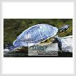 cross stitch pattern Turtle Photo