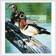 cross stitch pattern Wood Ducks