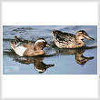 cross stitch pattern Garganey Ducks