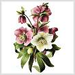 cross stitch pattern Hellebore