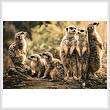 cross stitch pattern Meerkat Family