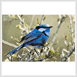 cross stitch pattern Male Splendid Fairy Wren 3