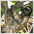 cross stitch pattern Mini Three Toed Sloth