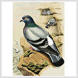 cross stitch pattern Pigeon