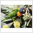 cross stitch pattern Rainbow Lorikeet