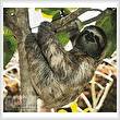 cross stitch pattern Three Toed Sloth