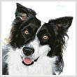 cross stitch pattern Border Collie Painting