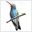 cross stitch pattern Broad-billed Hummingbird