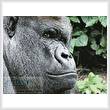 cross stitch pattern Gorilla 1