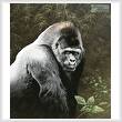 cross stitch pattern Great Ape