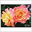 cross stitch pattern Roses in a Garden