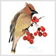cross stitch pattern Waxwing