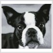 cross stitch pattern Boston Terrier Close Up