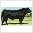 cross stitch pattern Mini Black Angus