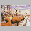 cross stitch pattern Mule Deer in a Cornfield