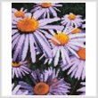 cross stitch pattern Mini Purple Daisies