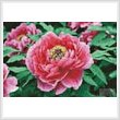 cross stitch pattern Peony