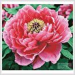 cross stitch pattern Peony (Crop)