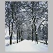 cross stitch pattern Tree Lined Road in Winter