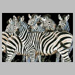 cross stitch pattern Zebra Huddle
