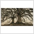 cross stitch pattern Branching Out (Sepia)