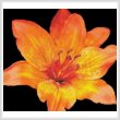 cross stitch pattern Fire Lily Photo