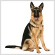 cross stitch pattern German Shepherd Sitting