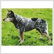 cross stitch pattern Mini Blue Heeler