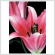 cross stitch pattern Pink Lily
