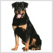 cross stitch pattern Rottweiler Sitting