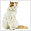 cross stitch pattern Turkish Van