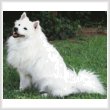 cross stitch pattern American Eskimo Dog 1