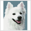 cross stitch pattern American Eskimo Dog 3