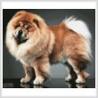 cross stitch pattern Chow Chow
