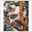 cross stitch pattern Koala Photo