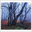 cross stitch pattern Misty Forest (Crop)