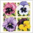 cross stitch pattern Pretty Pansies (Crop)