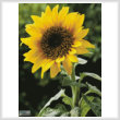 cross stitch pattern Sunflower (Large)