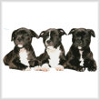cross stitch pattern Staffordshire Bull Terrier Puppies