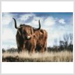 cross stitch pattern Highland Bull
