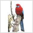 cross stitch pattern Crimson Rosella Photo (No Background)