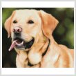 cross stitch pattern Labrador Retriever