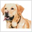 cross stitch pattern Labrador Retriever (No Background)