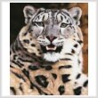 cross stitch pattern Snow Leopard Close Up (Large)