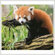 cross stitch pattern Mini Red Panda