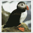 cross stitch pattern Puffin (Medium)