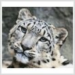 cross stitch pattern Snow Leopard 3