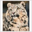 cross stitch pattern Snow Leopard 6