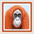 cross stitch pattern Orangutan