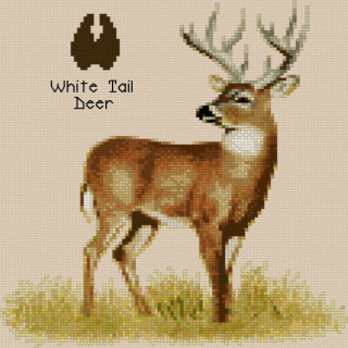 White Tail Deer